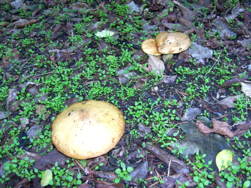 Boletus granulatus